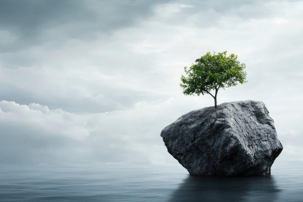 A green tree growing from a rock in calm water, symbolising resilience and hope